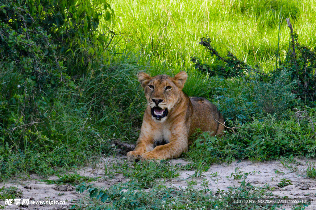 草原上休憩的母狮