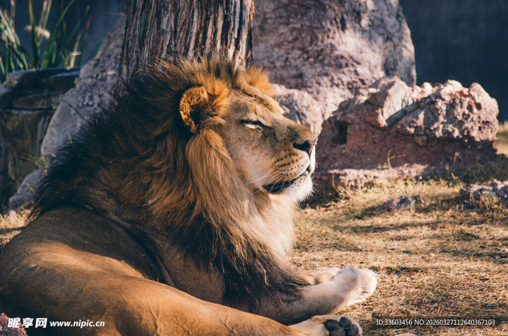 雄狮休憩于岩石旁