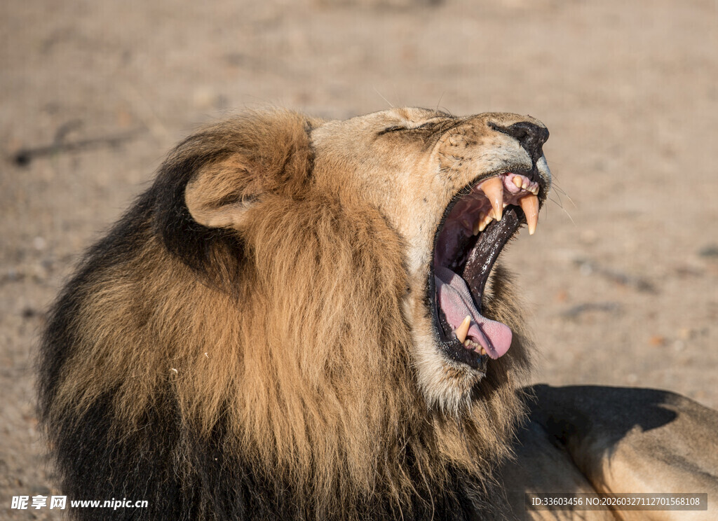 雄狮张嘴怒吼瞬间