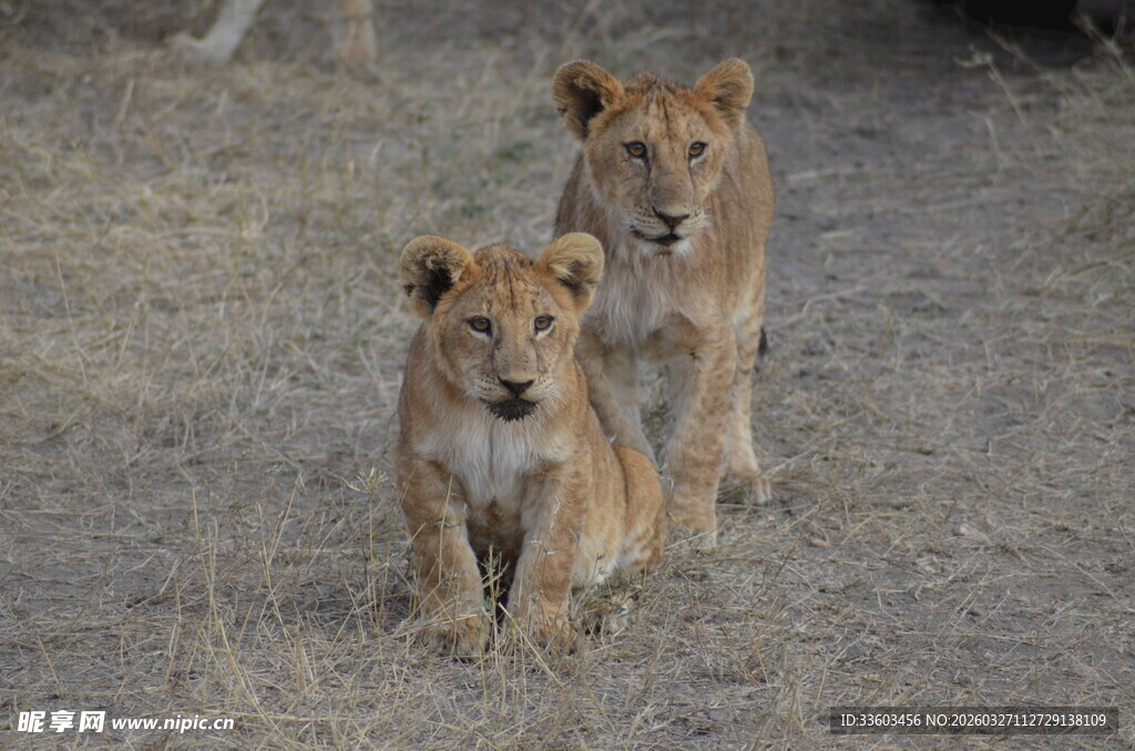 草原上的两只可爱小狮子