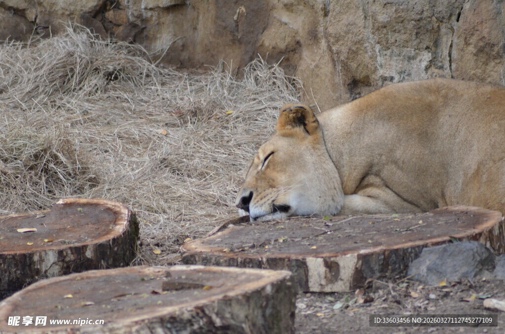 休憩的狮子