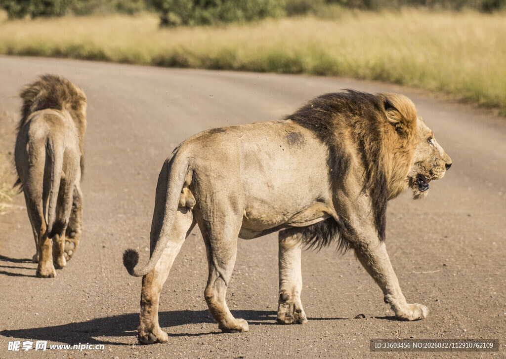 公路上行走的两头雄狮