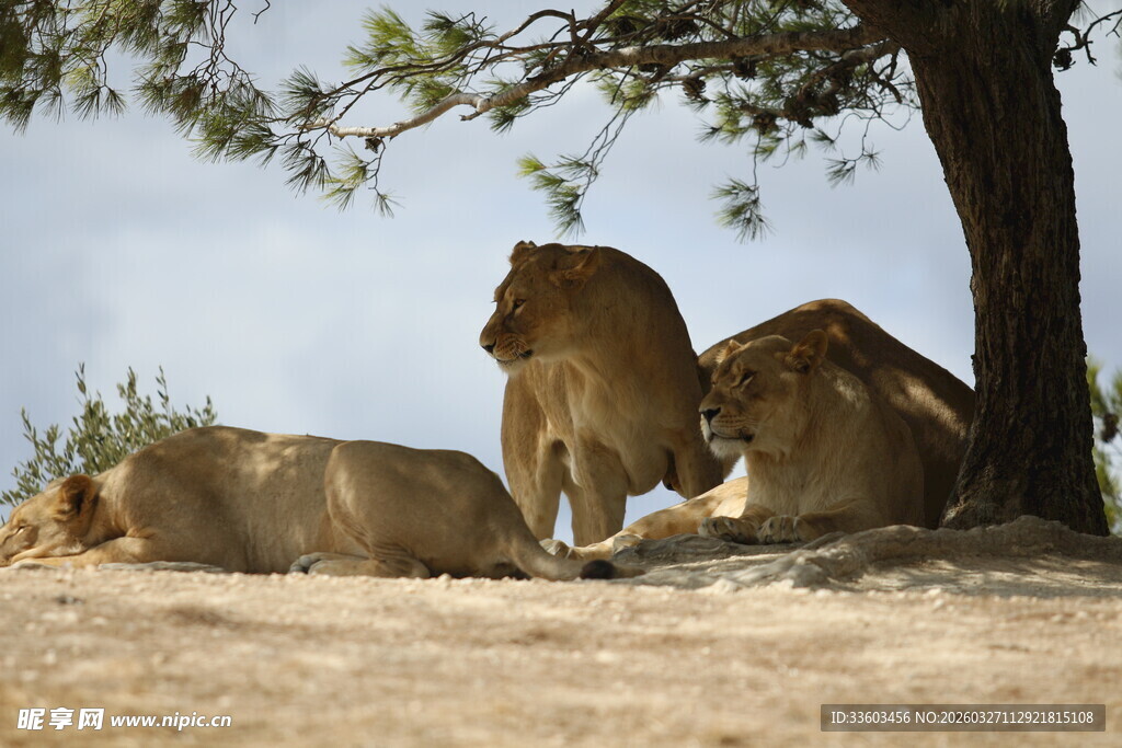 树下休憩的狮群