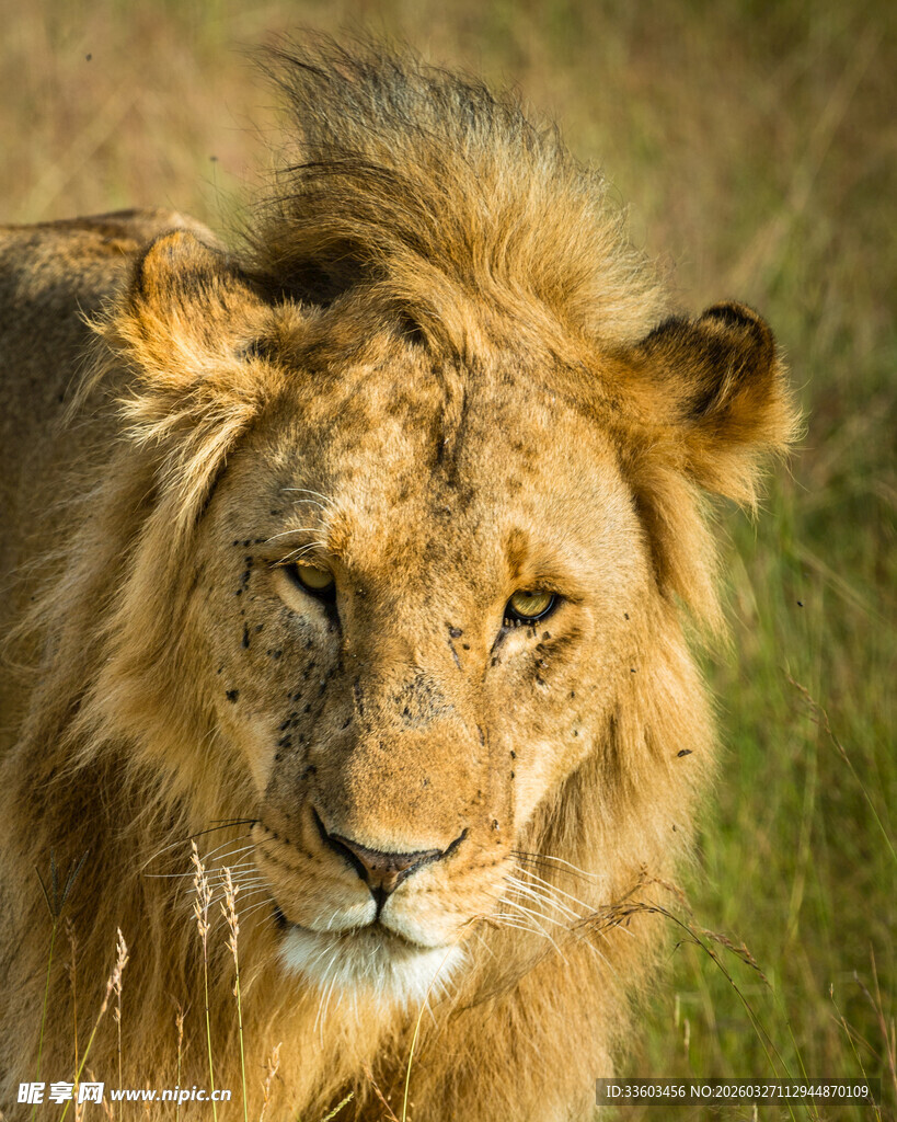 草原雄狮特写