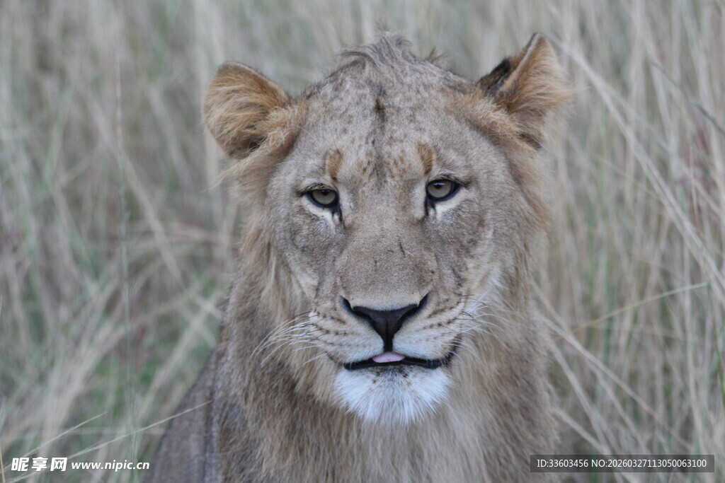 草原上的威严雄狮