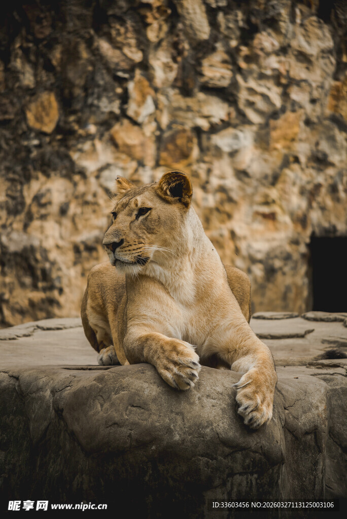 岩石上休憩的雄狮