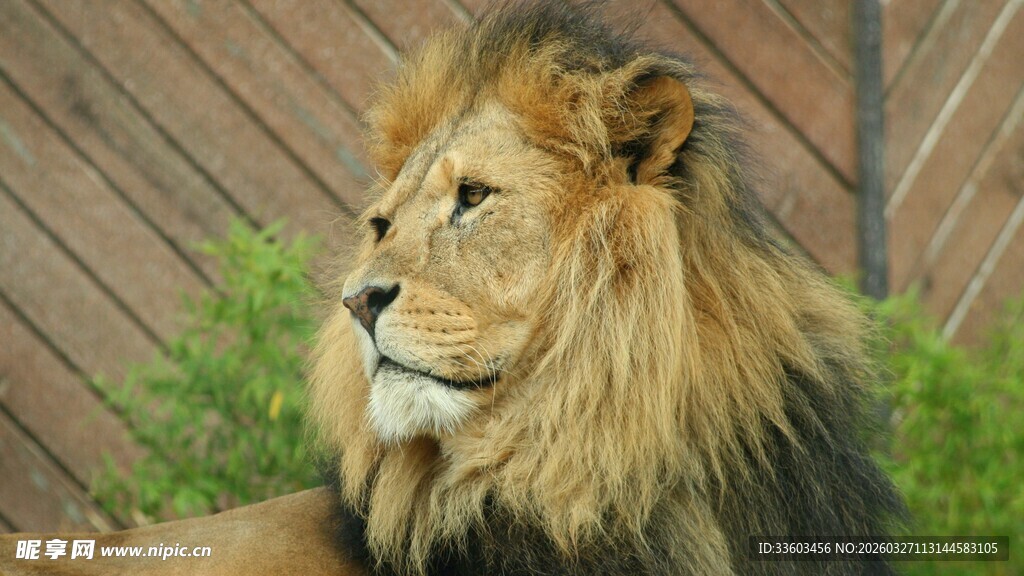 雄狮侧颜特写