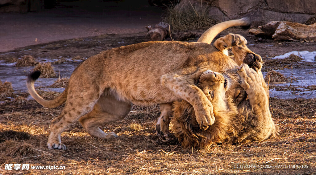 狮子撕咬猎物的激烈瞬间
