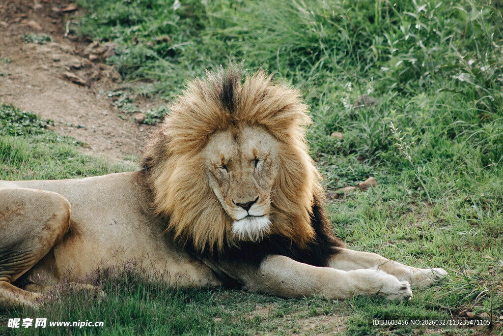 草原雄狮休憩