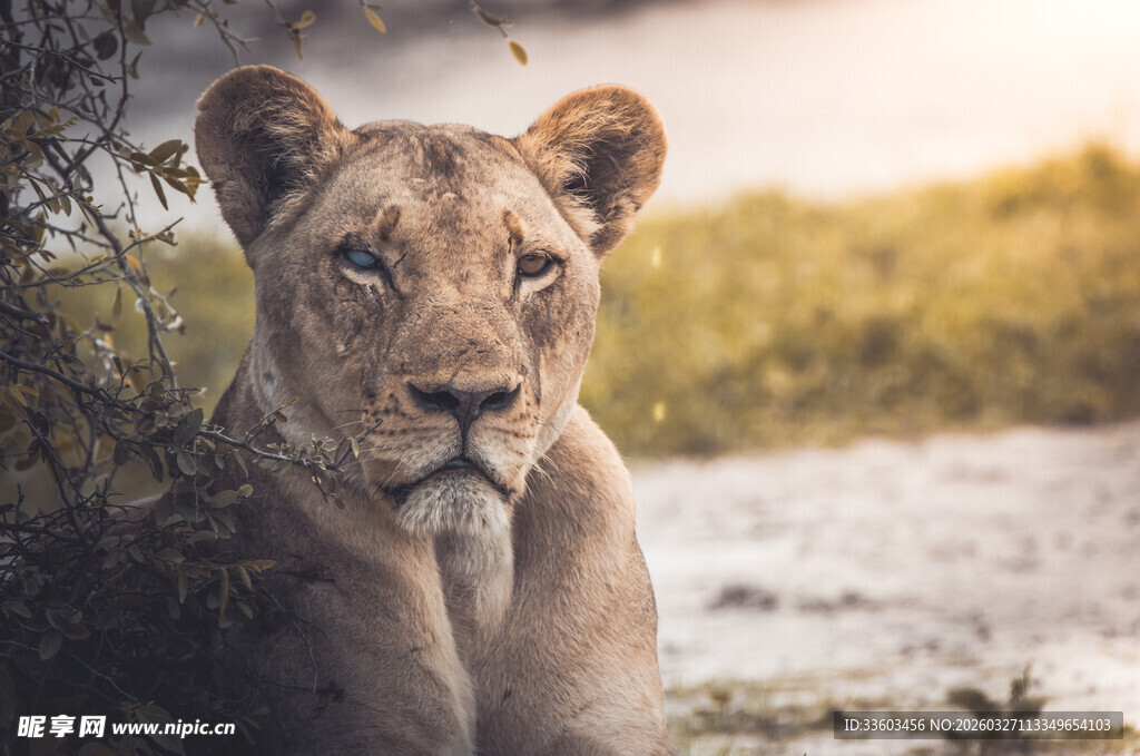 草原上的威严母狮