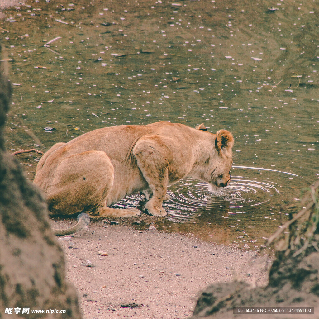 狮子溪边饮水画面