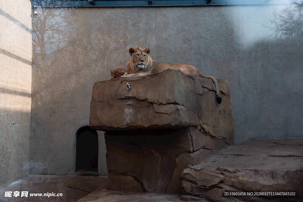 岩石上休憩的狮子