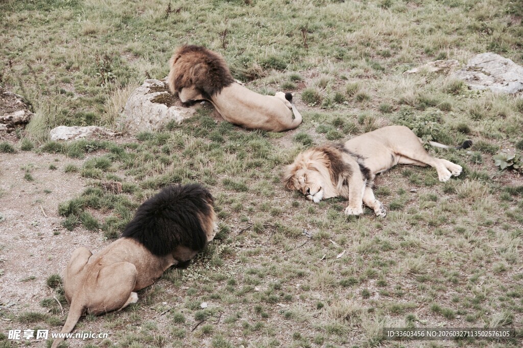 草原上休憩的狮群
