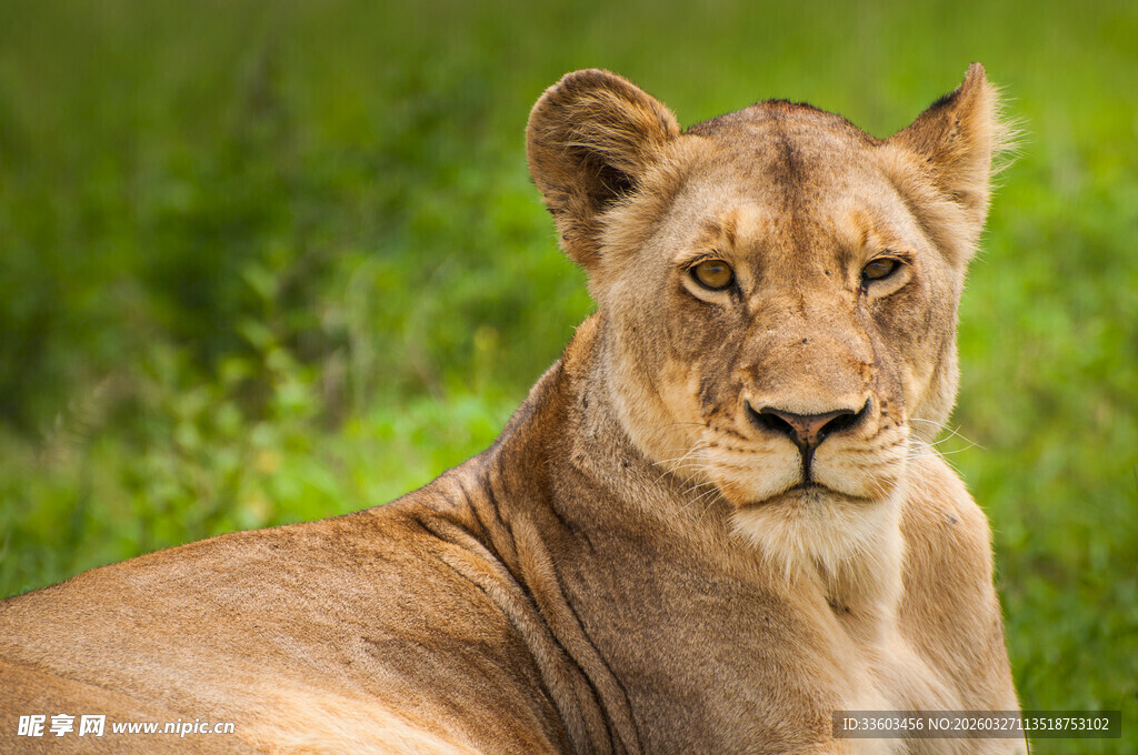 草原上休憩的母狮