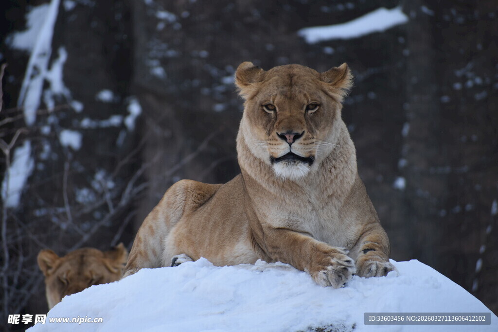 雪地中的威武母狮