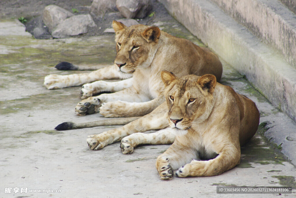 两只狮子趴卧在地面