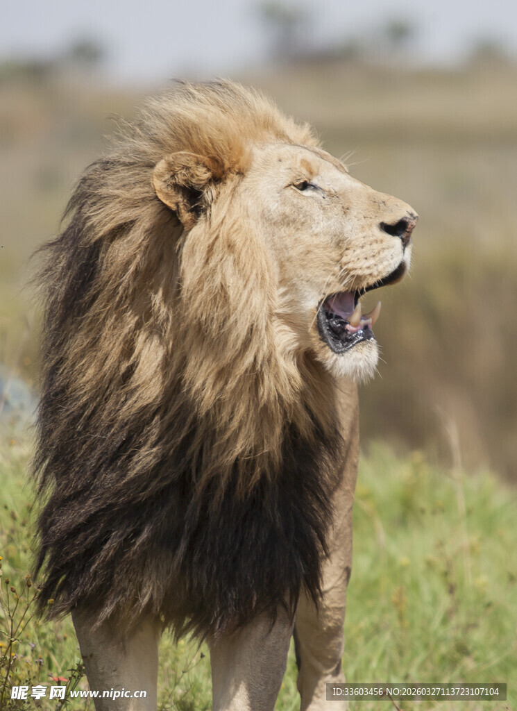 草原雄狮张嘴吼叫瞬间