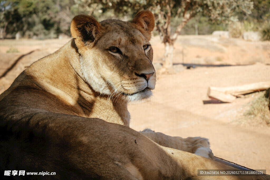 沙漠中休憩的母狮