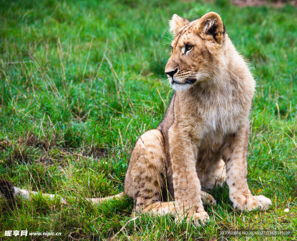 草地上的小狮子