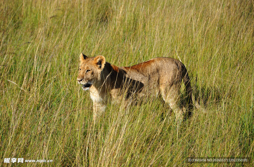 草原上的年轻母狮