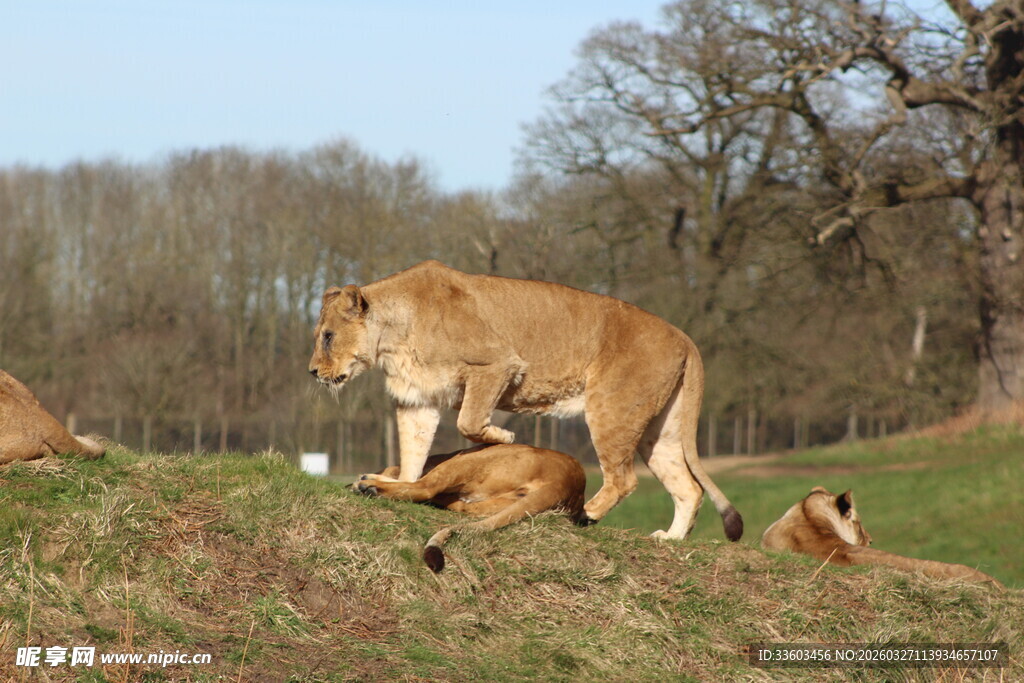 草原上的狮群活动场景