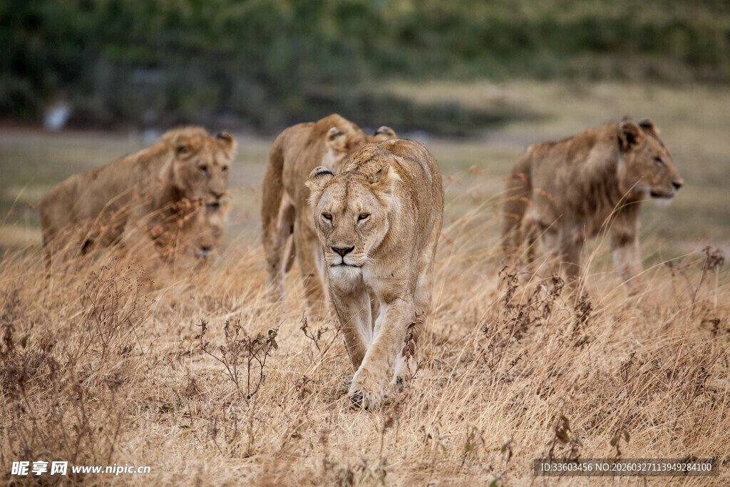 草原上行走的狮群