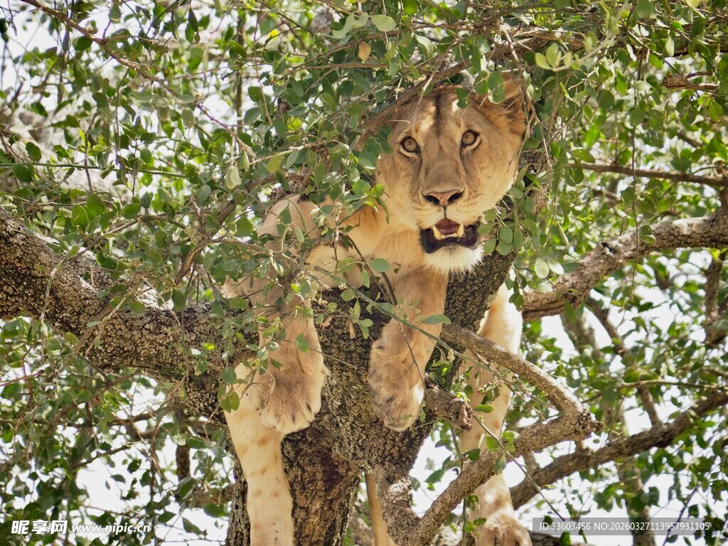 树上的雄狮