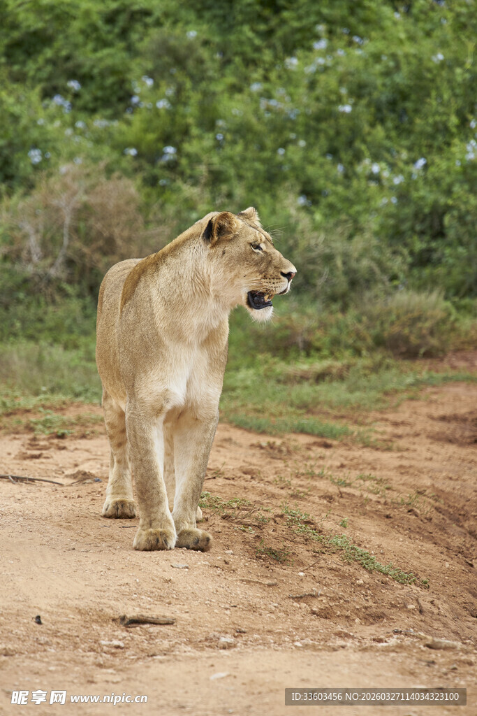草原上行走的母狮