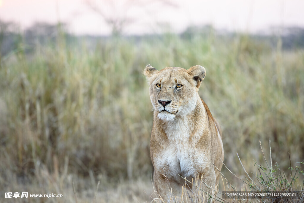 草原上的独行母狮
