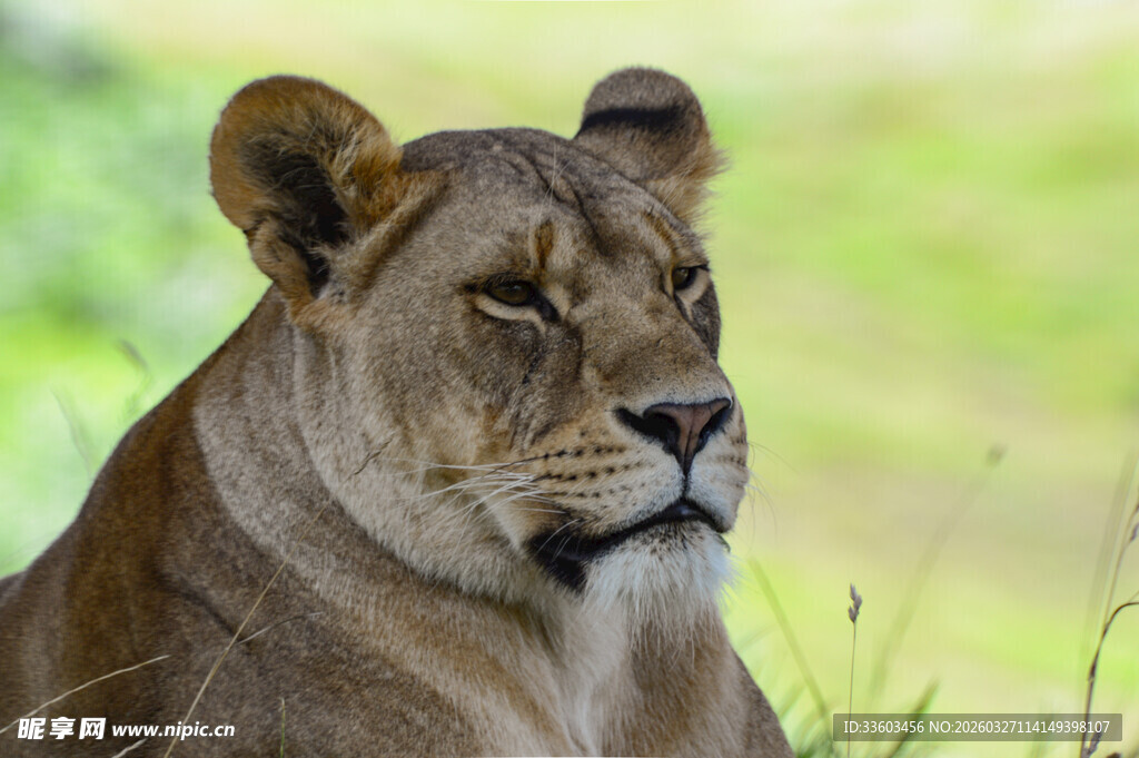 草原上休憩的威严雌狮