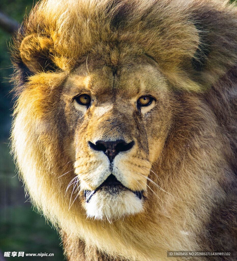 威严雄狮特写