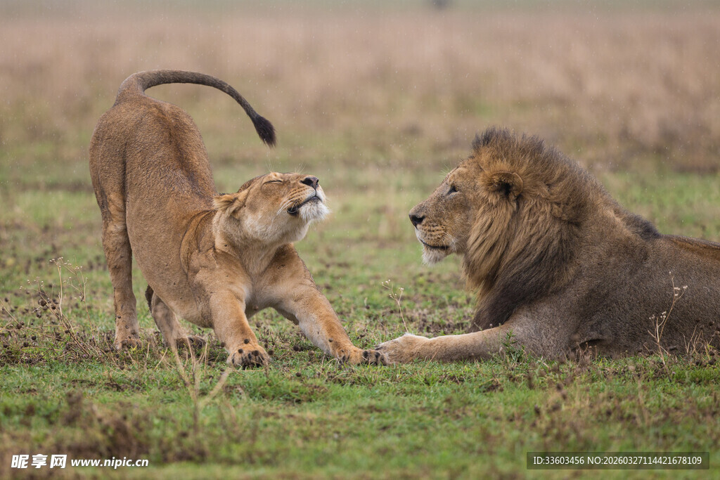 草原上两狮子互动瞬间