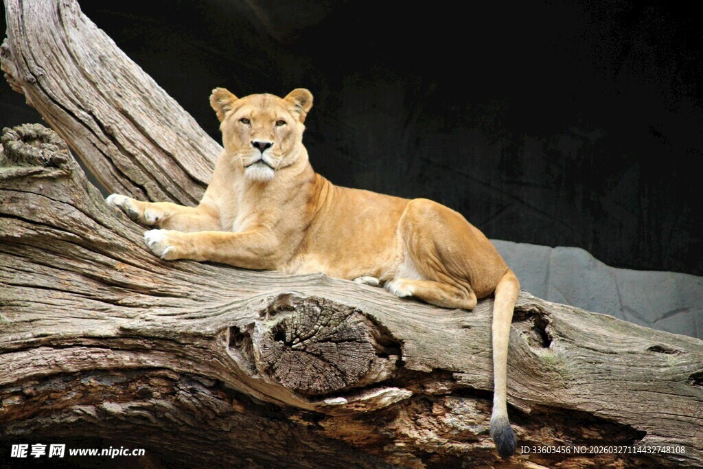 卧于树干旁的优雅母狮