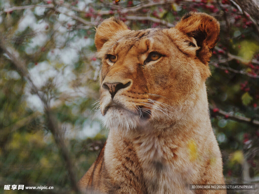 草原上的威严母狮