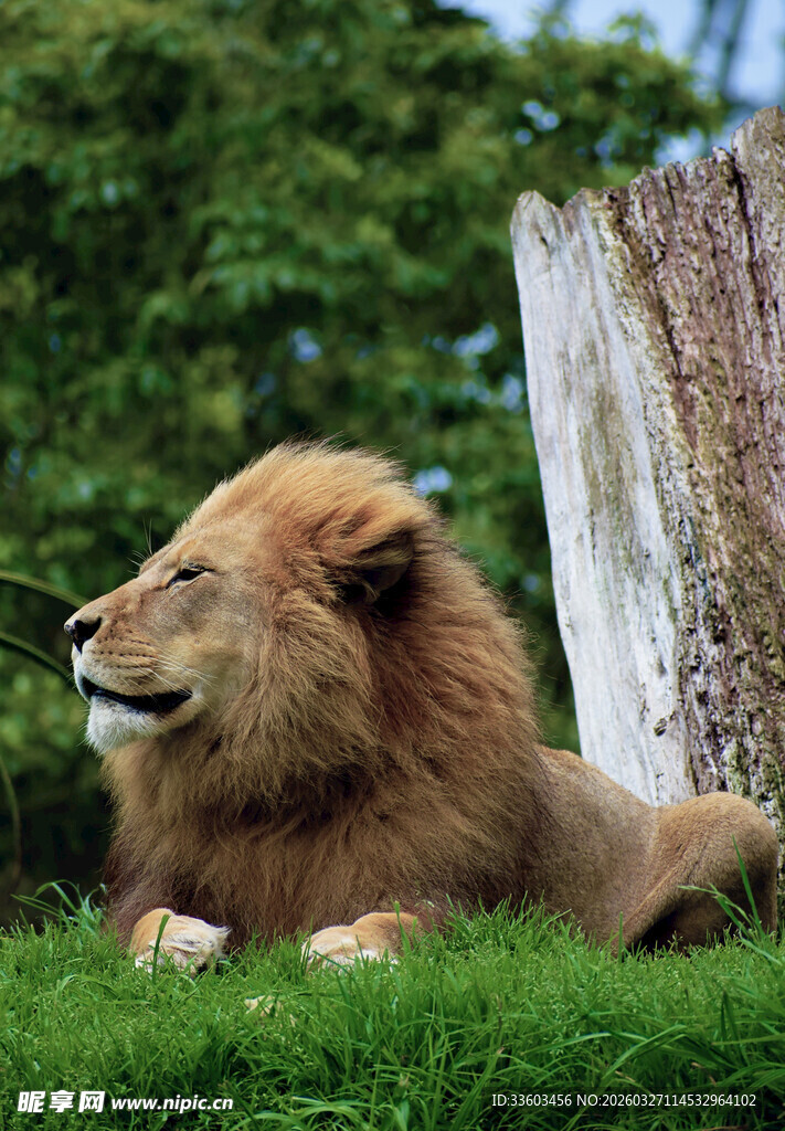 草原雄狮休憩图