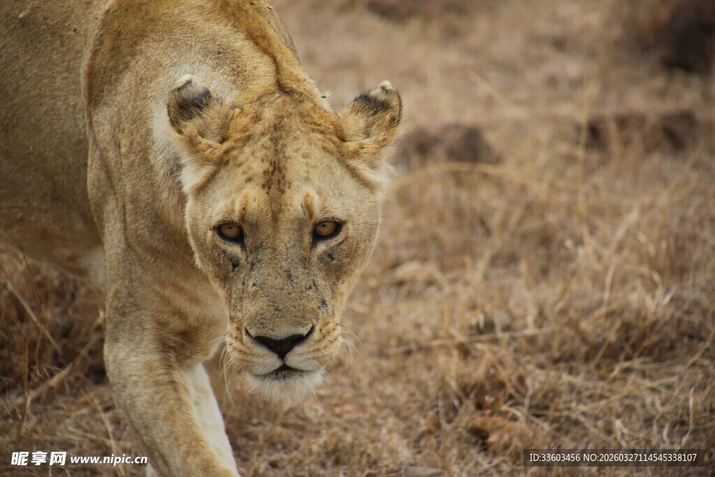 草原上行走的幼年狮子
