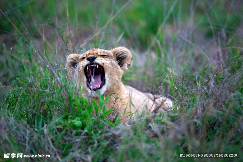 草原上咆哮的狮子