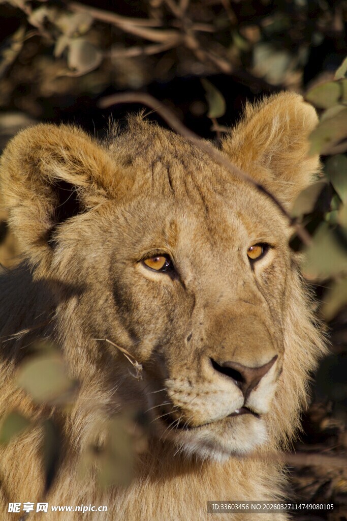 草原雄狮特写