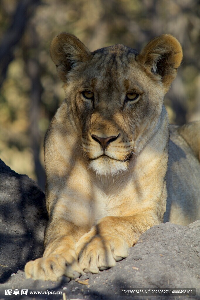 草原上休憩的威严母狮