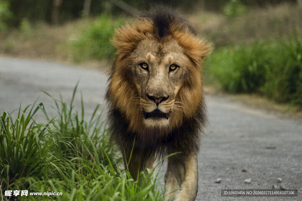 公路上行走的雄狮