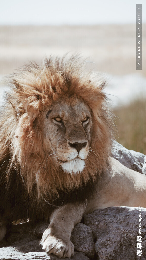 雄狮休憩于岩石之上