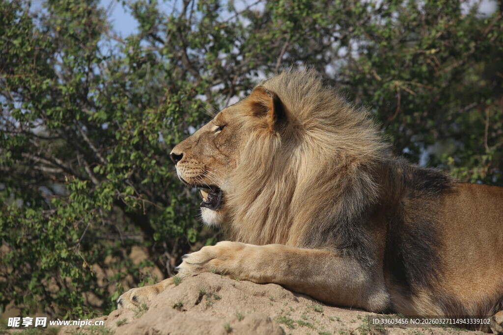 雄狮休憩于繁茂草木间