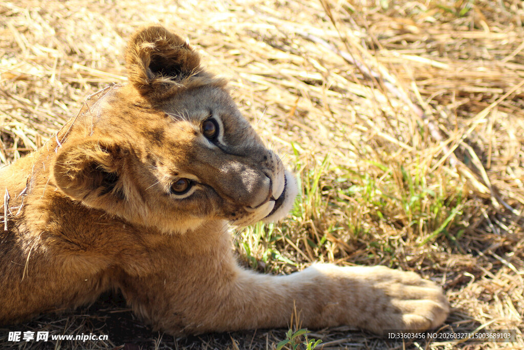 可爱小狮子趴于草地