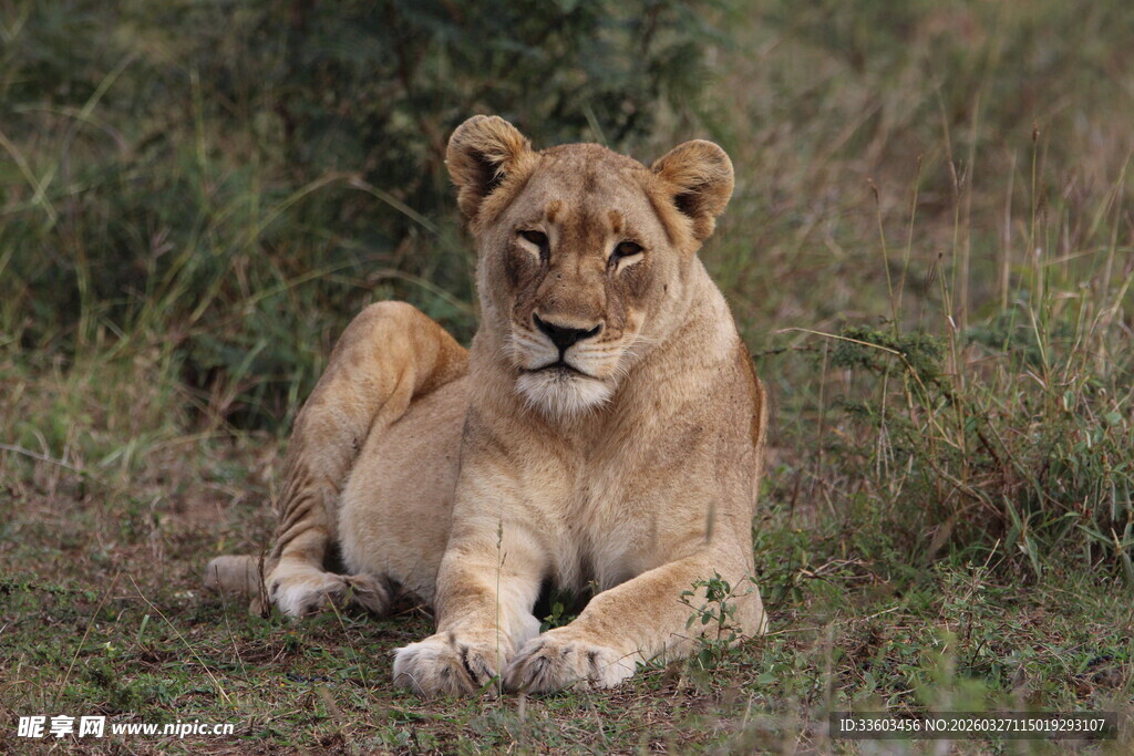 草原上休憩的年轻母狮
