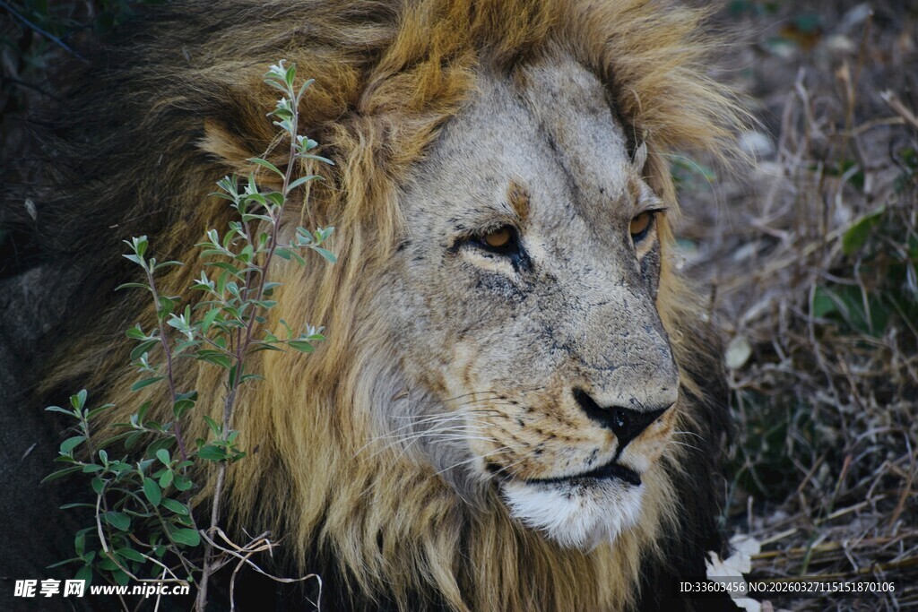 雄狮藏身草丛中