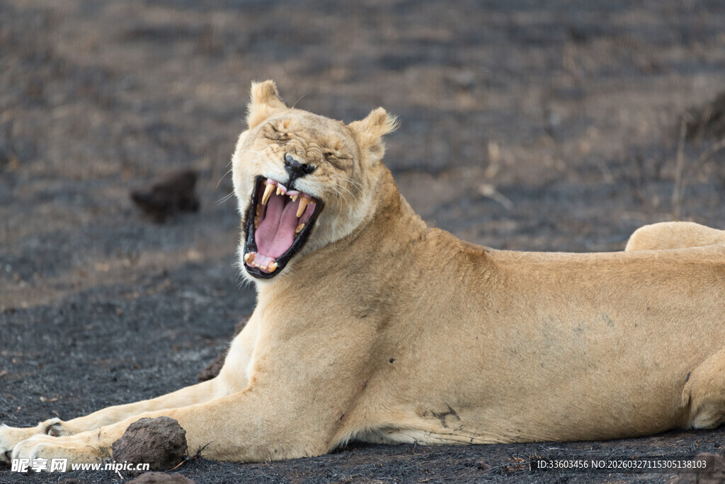 卧地咆哮的雌狮