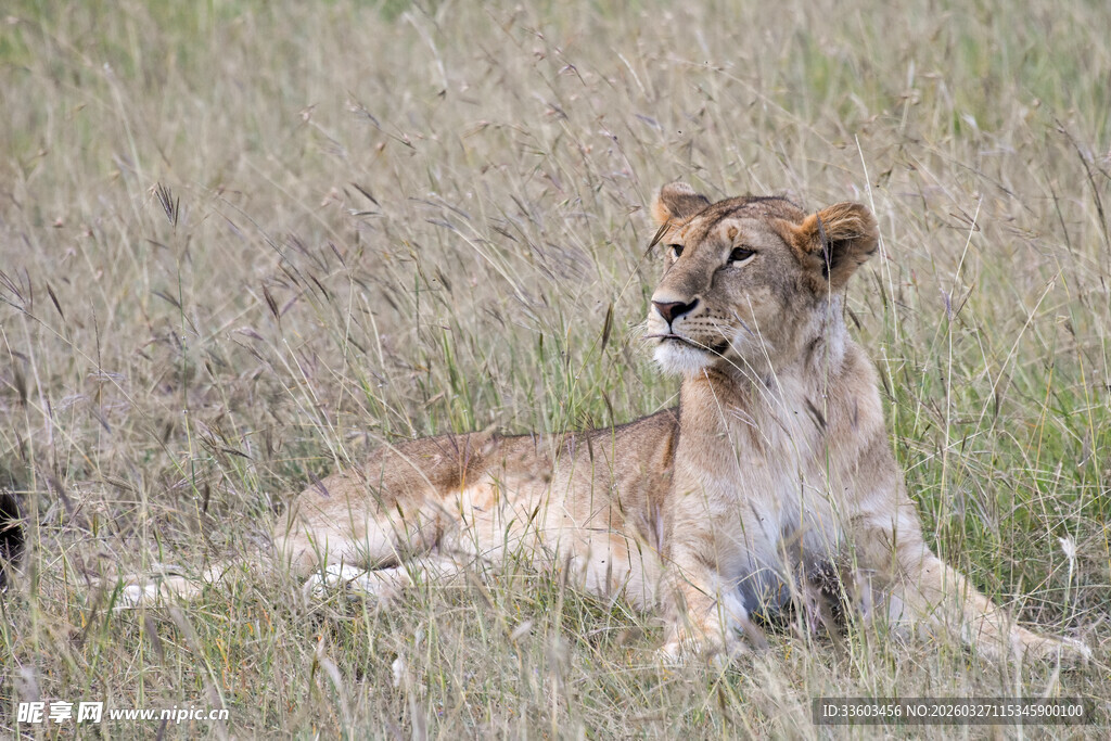 草原上休憩的年轻母狮