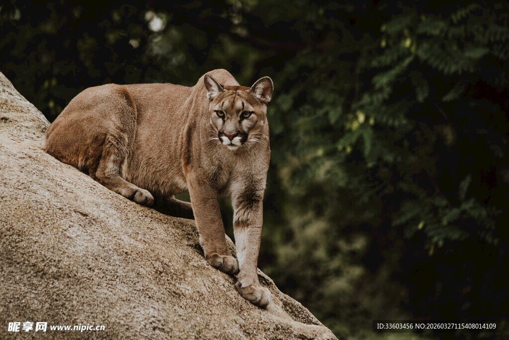 岩石上的美洲狮