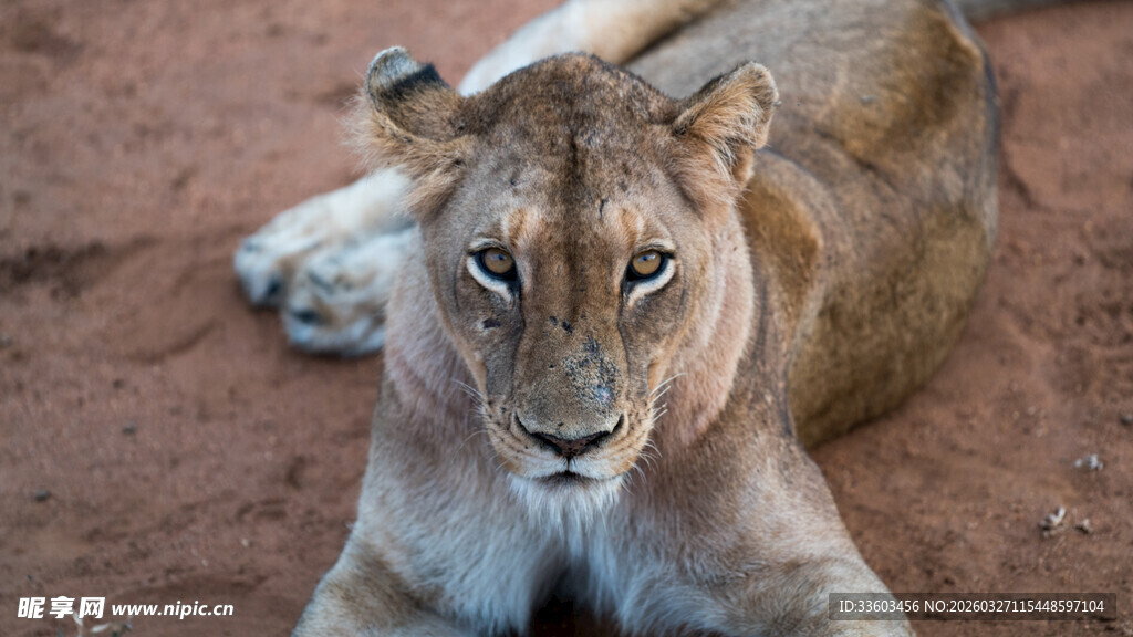 卧地休憩的威严母狮