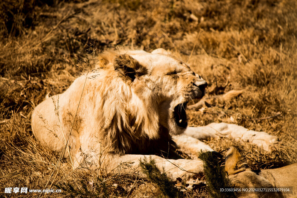 草原上打哈欠的雄狮